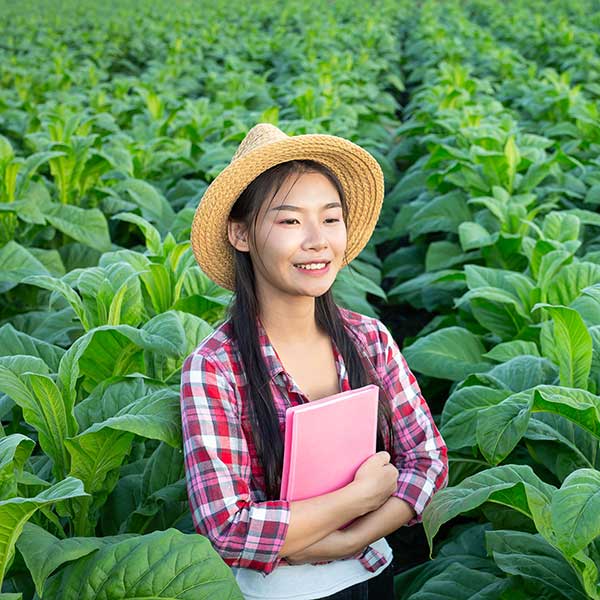 水果批发供应,廉江良垌水果批发供应,良垌荔枝,原产地水果供应